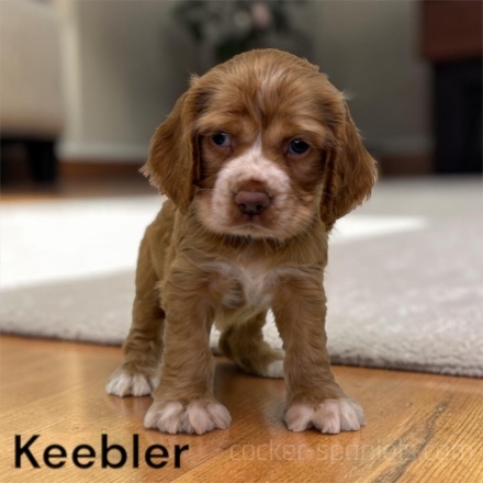puppy, for, sale, Cocker Spaniel, Joe & Cherri  Overlease, dog, breeder, Miller, MO, dog-breeder, puppy-for-sale, forsale, nearby, find, puppyfind, locator, puppylocator, aca